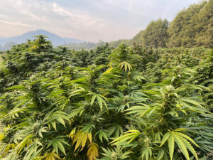 hemp plants in the applegate valley, oregon